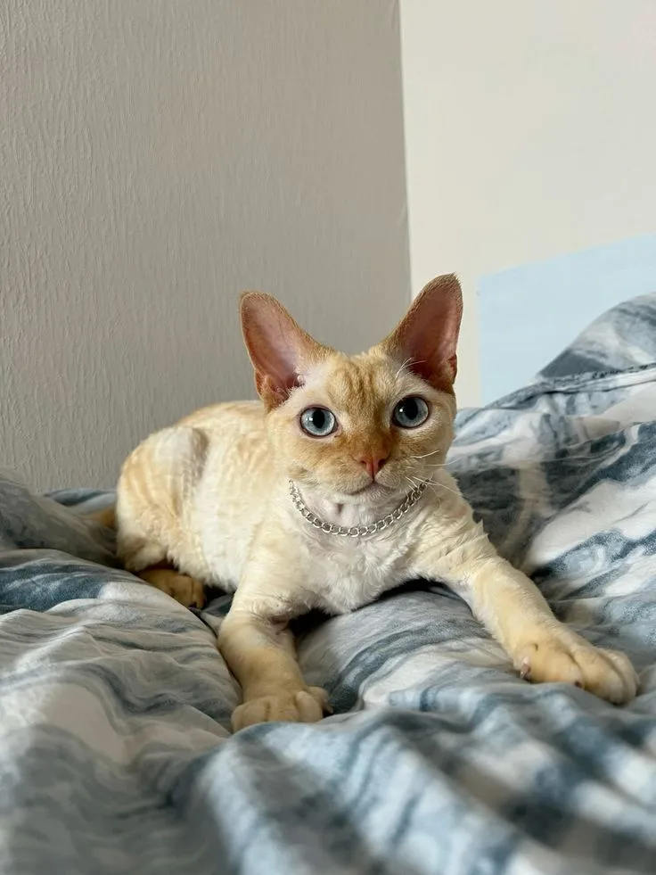 Devon Rex