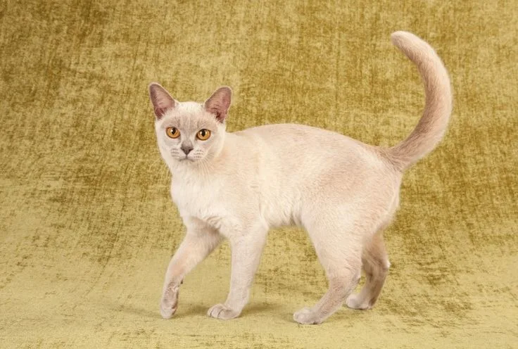 European Burmese