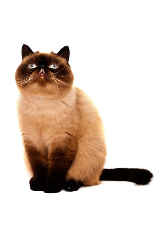 Exotic Shorthair