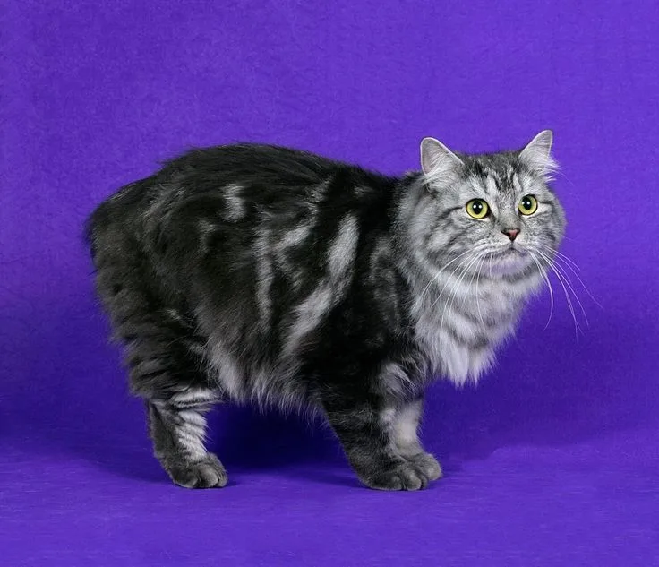 Manx