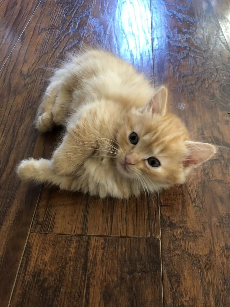 Munchkin