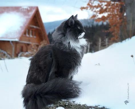 Norwegian Forest