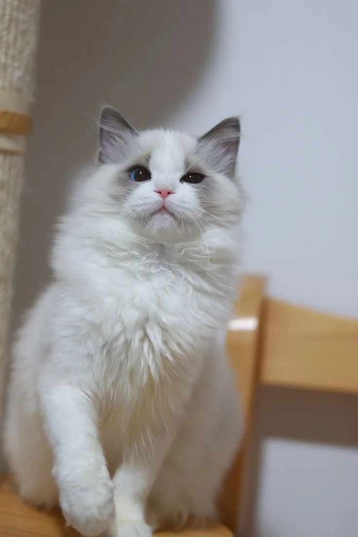 Ragdoll