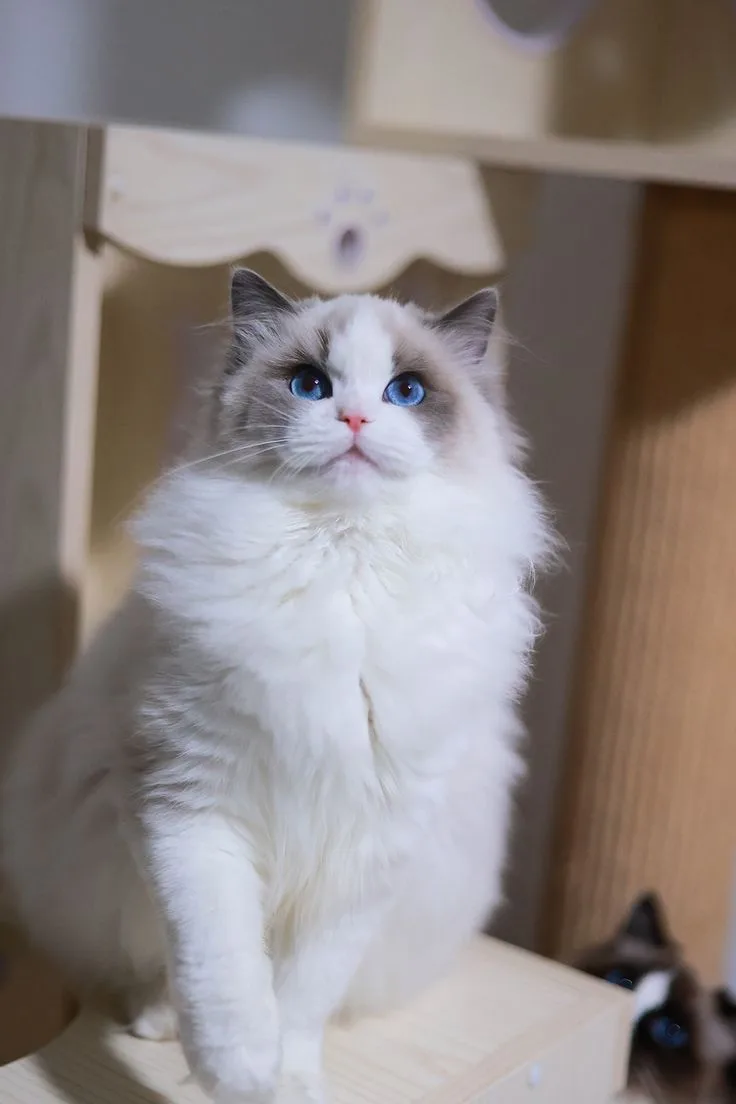 Ragdoll photo 2