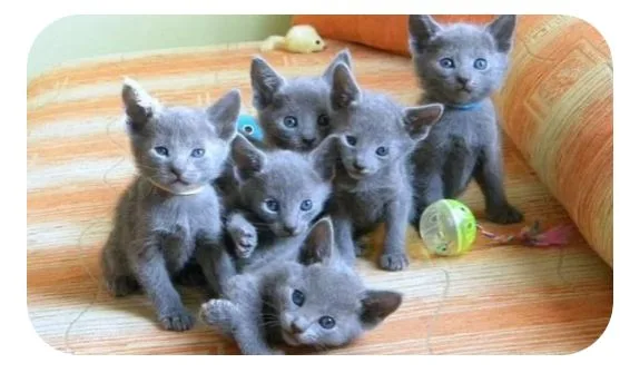 Russian Blue Cat