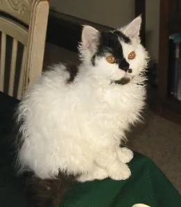Selkirk Rex Cat
