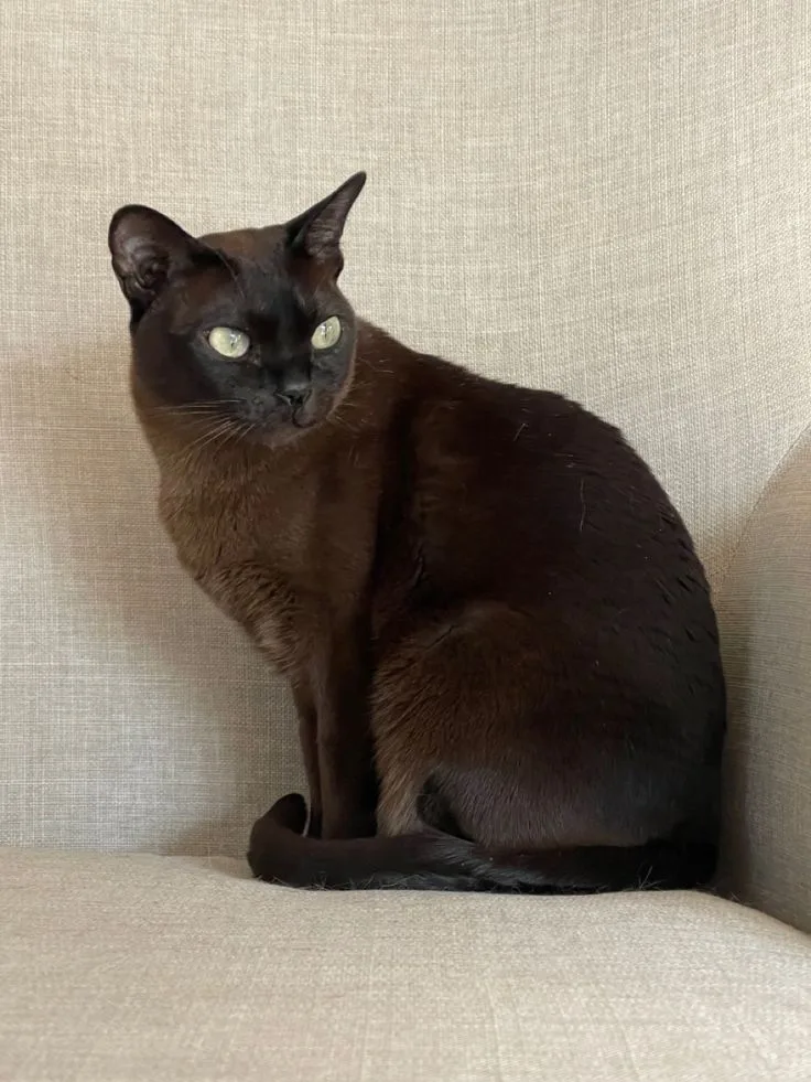 Tonkinese Cat photo 2