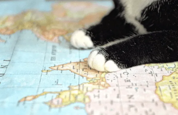 Which are the 5 countries with the most cats and dogs in Europe?