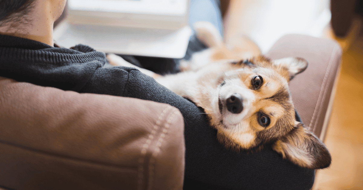 Pet Rescue Organizations & Shelters Around Europe