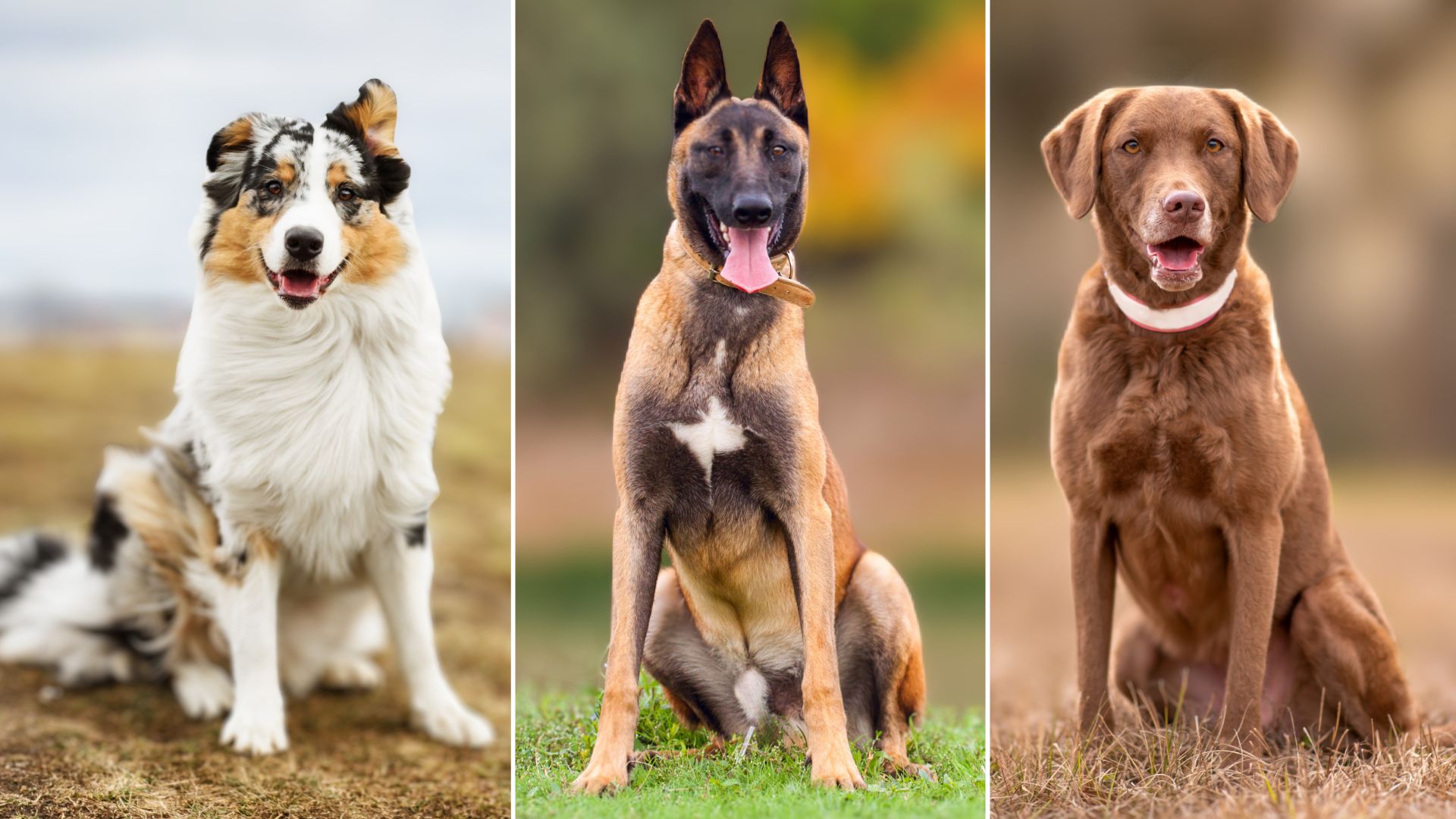 7 Best Protective Medium Dog Breeds for Family Safety