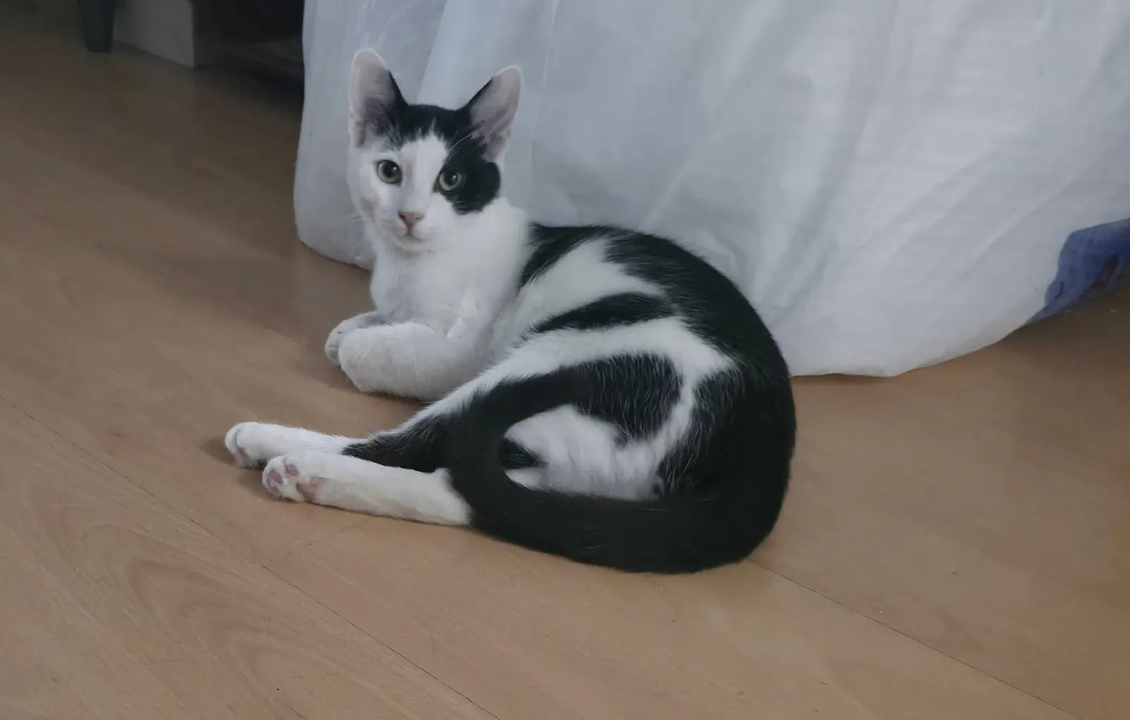 Figaro and Spotty