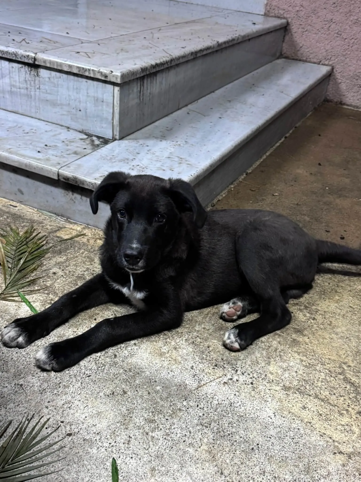 Tobi