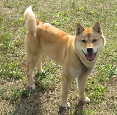 Korean Jindo Dog photo 2