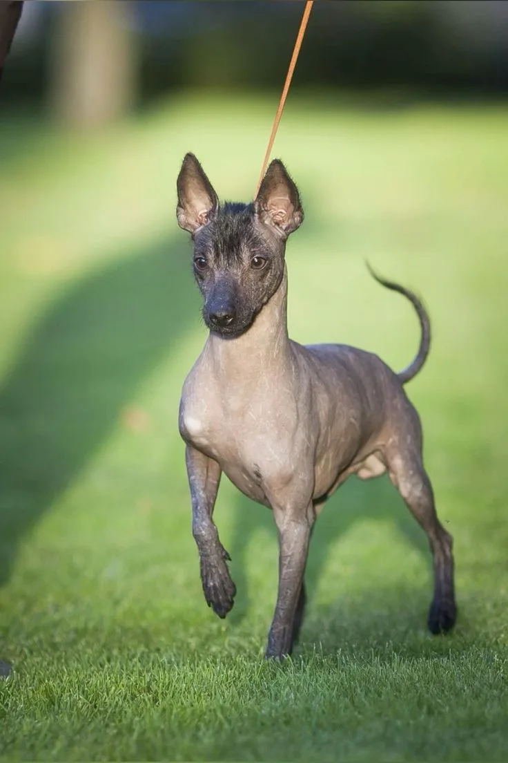Xoloitzcuintli