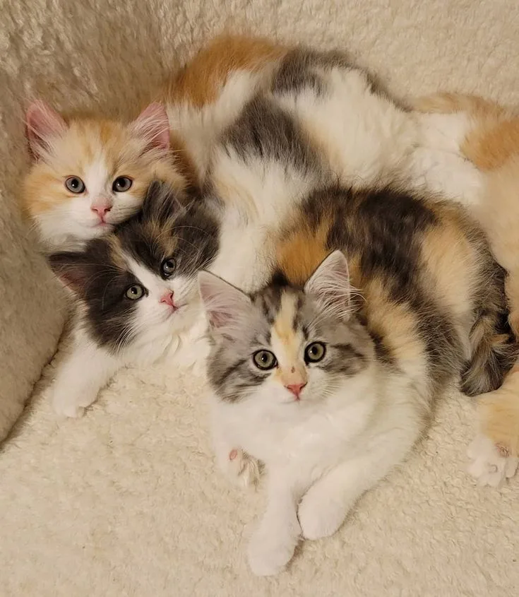 Siberian cat