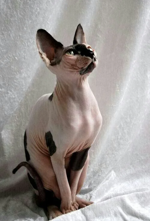 Sphynx Cat