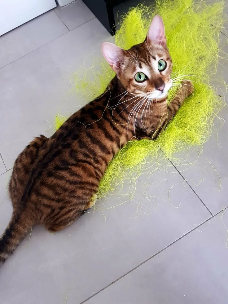 Toyger Cat
