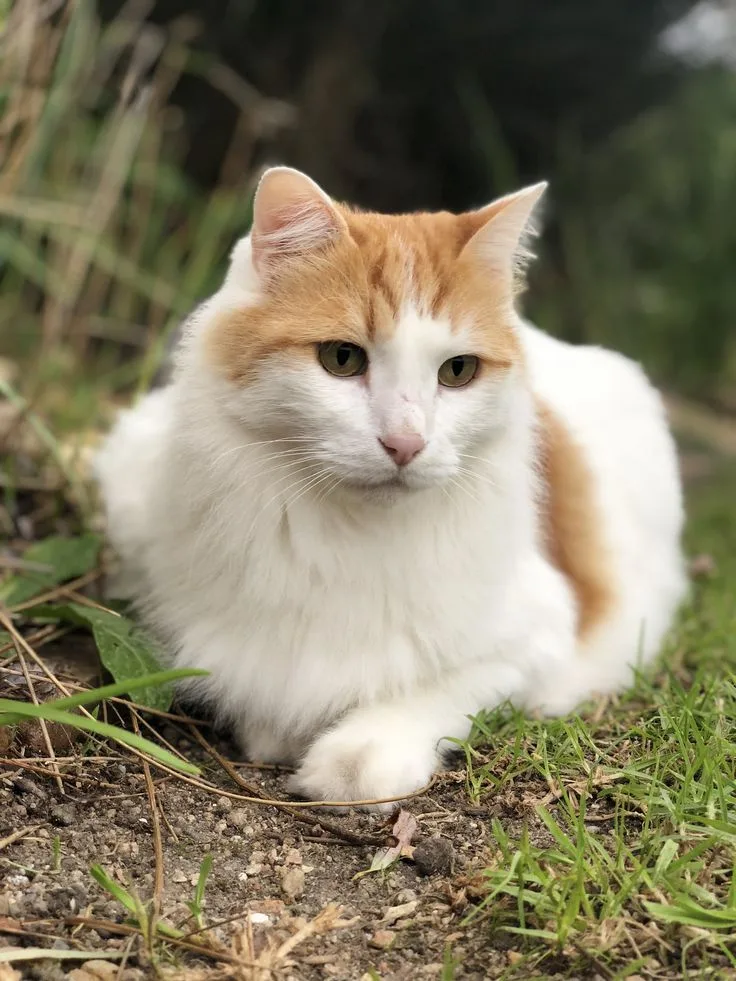 Turkish Van