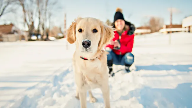 6 Winter Safety Tips for Dogs in the Snow