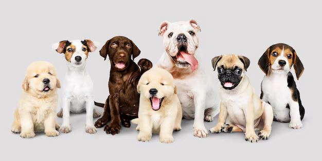 7 Aggressive and 7 Friendliest Dog Breeds in the World